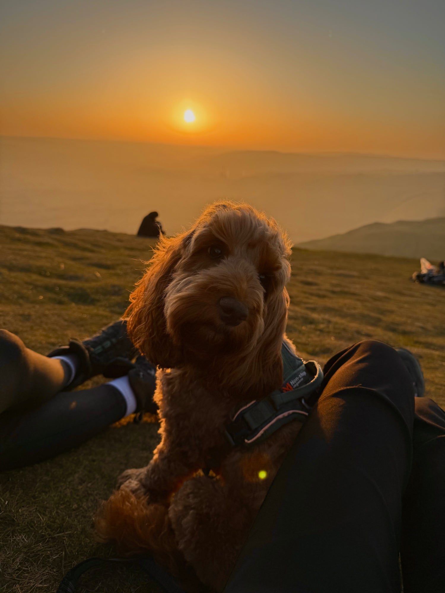 Non-stop Dogwear UK