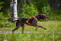 Non-stop Dogwear Freemotion Harness 5.0
