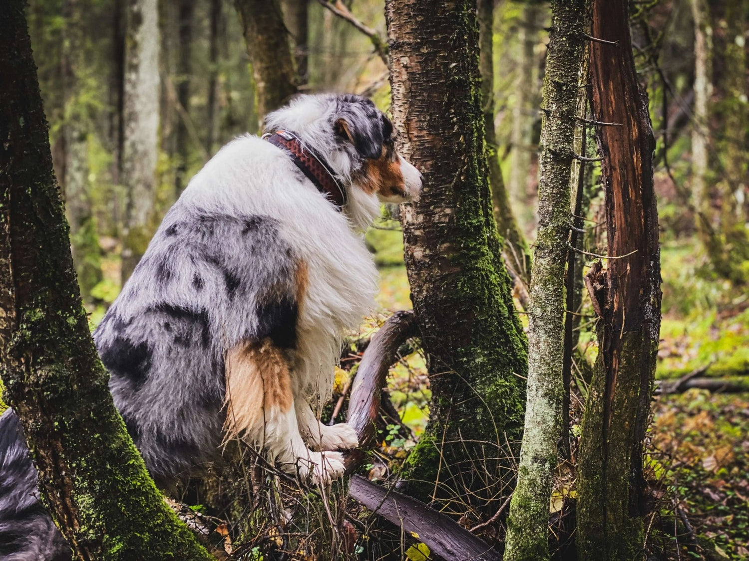 Non-stop dogwear Rock Adjustable Collar