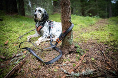 Non-stop dogwear Touring bungee adjustable