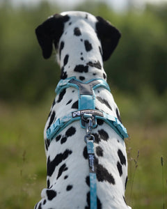 Non-stop Dogwear Trail Quest Leash