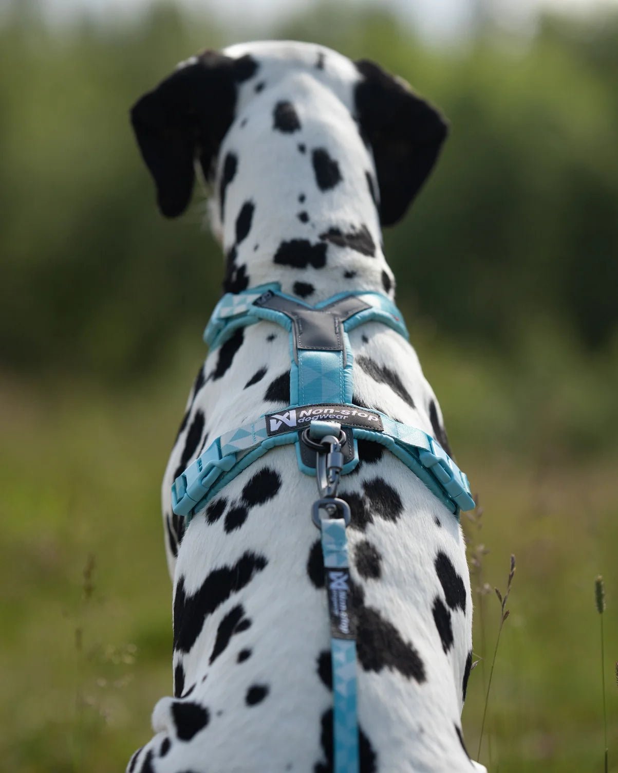 Non-stop Dogwear Trail Quest Leash