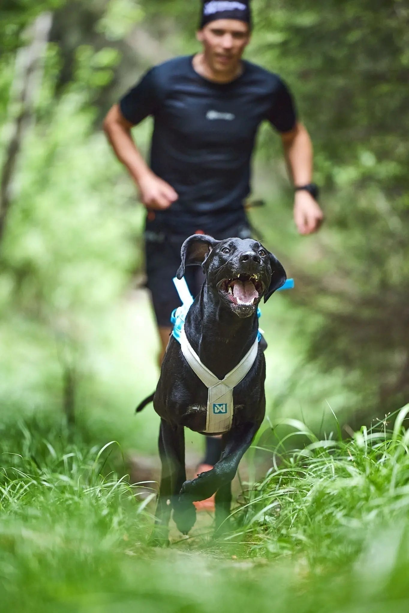 Non-stop dogwear vs Ruffwear vs Tellington TTouch®: Which Dog Harness Is Right for Your Dog? - Wiggle and Wag