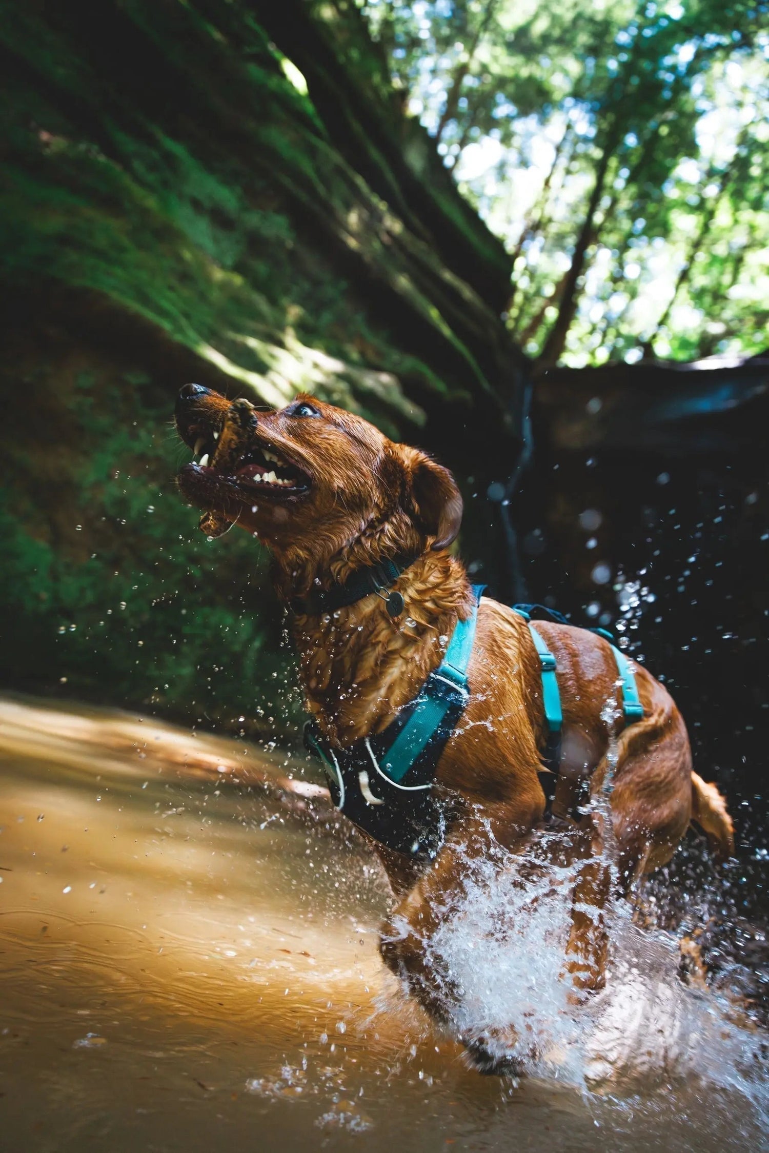 Ruffwear Dog Gear in Frome, Somerset: Harnesses, Leads & Professional Fitting - Wiggle and Wag
