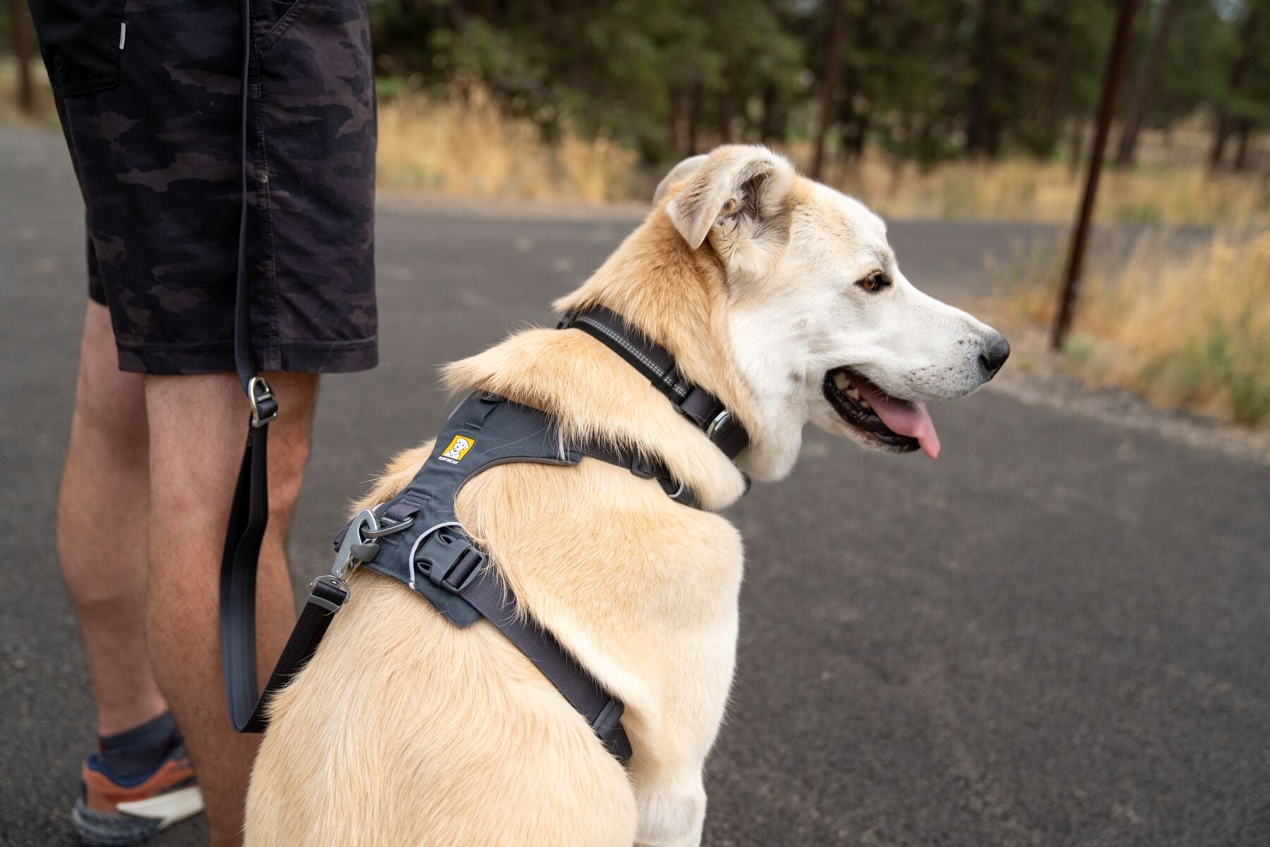 Dog wearing Ruffwear Front Range harness while walking outdoors